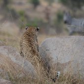  The Serengeti, TZ